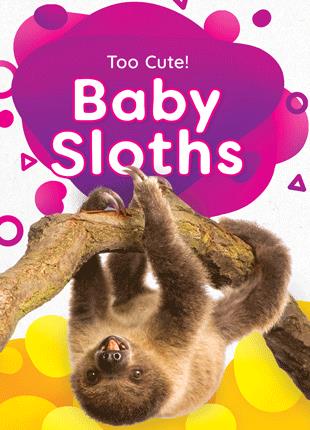 Baby sloths