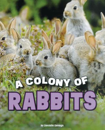 Colony of rabbits
